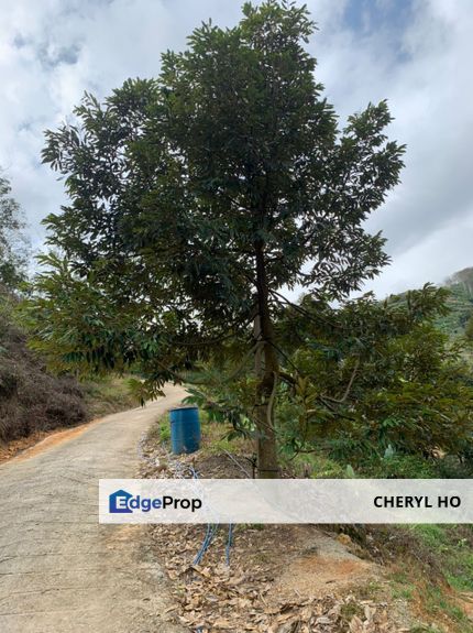 Durian Orchard for sale at Raub, Pahang, Pahang, Raub