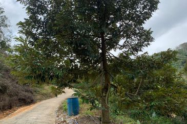 Durian Orchard for sale at Raub, Pahang