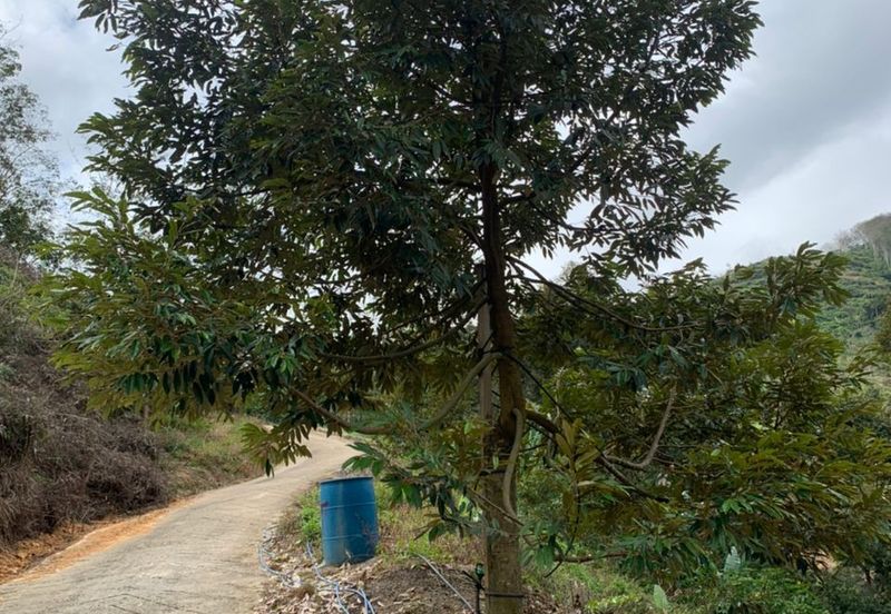 Durian Orchard for sale at Raub, Pahang