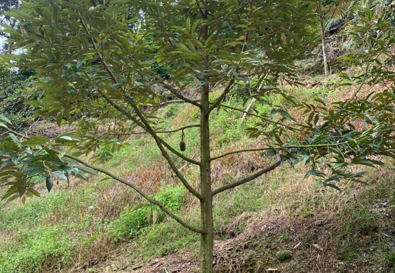 Durian Orchard for sale at Raub, Pahang