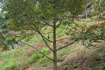 Durian Orchard for sale at Raub, Pahang