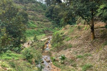 Durian Orchard for sale at Raub, Pahang