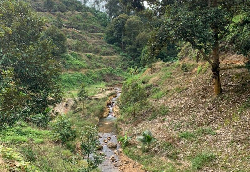 Durian Orchard for sale at Raub, Pahang