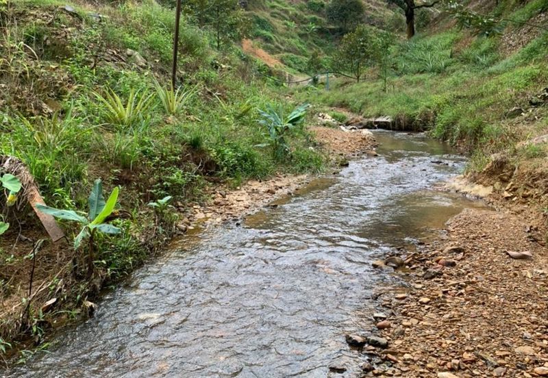 Durian Orchard for sale at Raub, Pahang