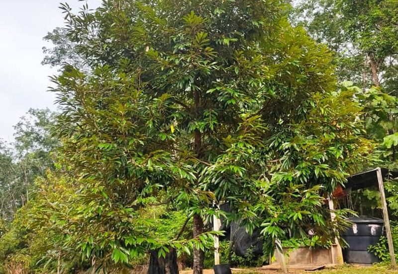 Durian Orchard for sale at Raub, Pahang