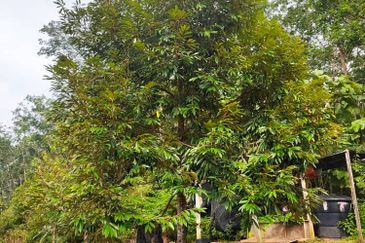 Durian Orchard for sale at Raub, Pahang