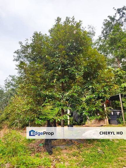 Durian Orchard for sale at Raub, Pahang, Pahang, Raub