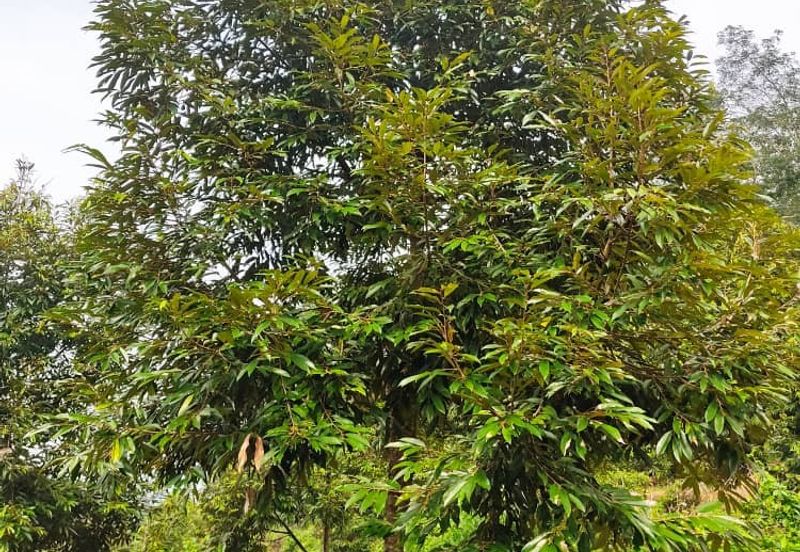 Durian Orchard for sale at Raub, Pahang