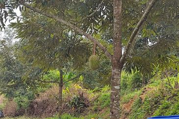 Durian Orchard for sale at Raub, Pahang
