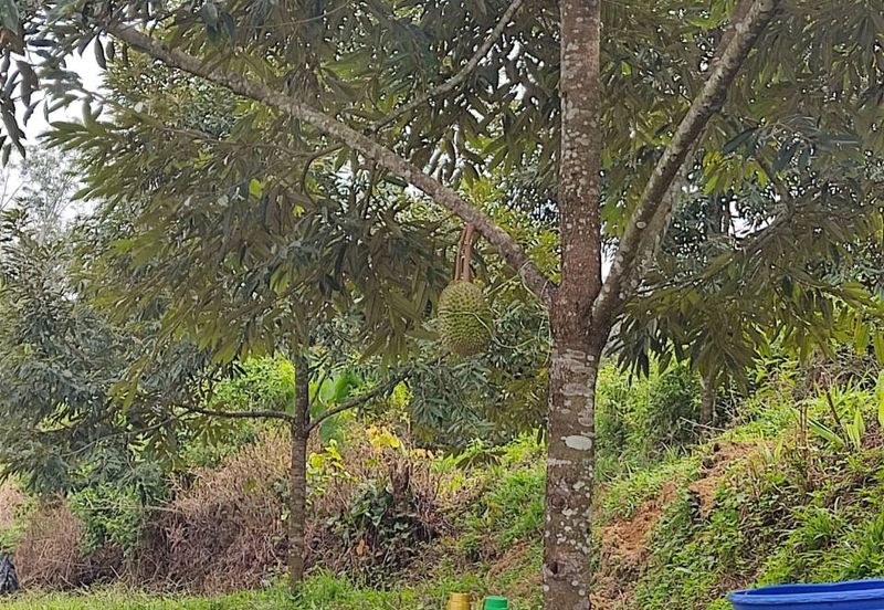 Durian Orchard for sale at Raub, Pahang