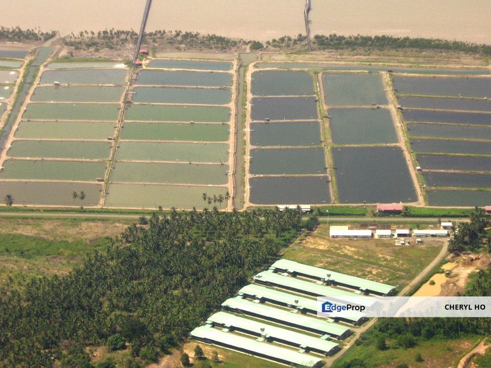 Pulau Carey, Klang, Land with Tiger prawn for sale , Selangor, Pulau Carey