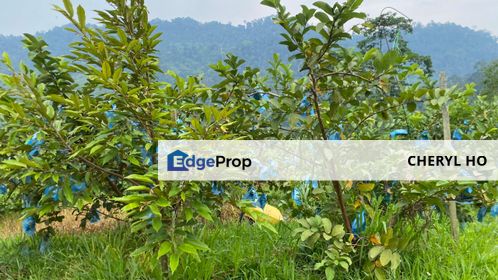 Bentong, Sungai Dua, Kampung Sungai Dua, Karak, Pahang, Orchard, Land, Agricultural. Plantation, Sale, Durian, Fruits, Oil Palm, Pahang, Bentong