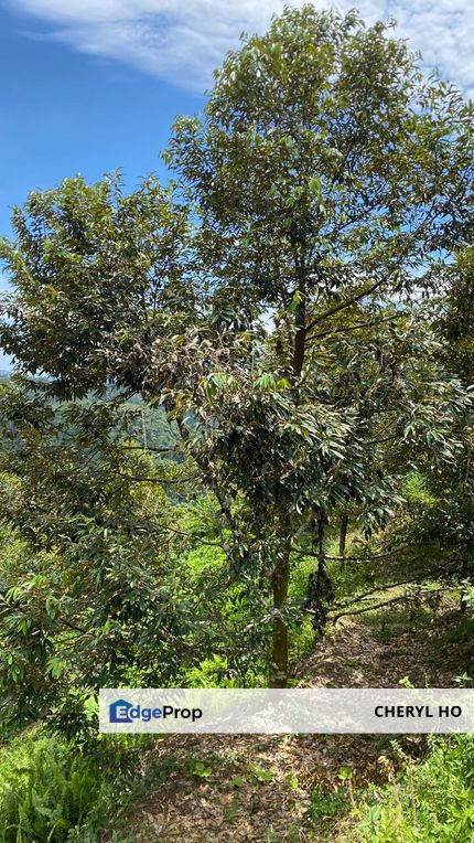 Bentong, Sungai Dua, Karak, Pahang, Durian Orchard, Land, Agricultural, Plantation, Sale , Pahang, Bentong