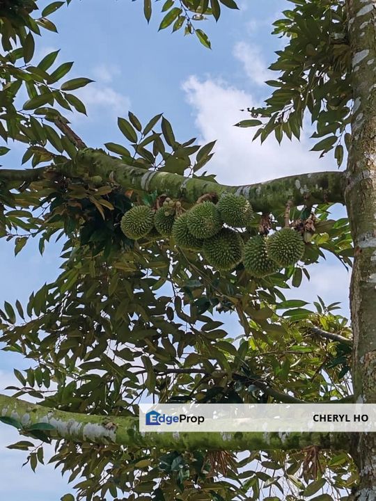Tapah, Perak, Batang Padang, Ipoh, Land, Durian Orchard, Sale, Agricultural , Perak, Slim River