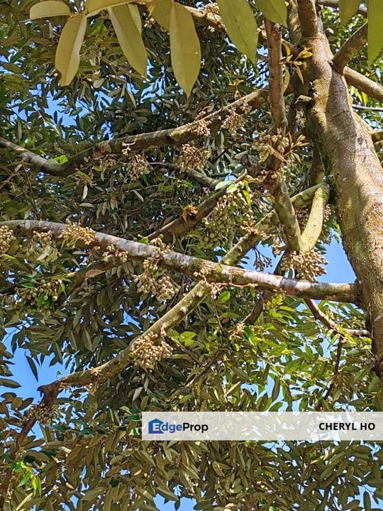 Tapah, Perak, Batang Padang, Ipoh, Land, Durian Orchard, Sale, Agricultural , Perak, Slim River