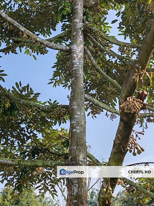 Tapah, Perak, Batang Padang, Ipoh, Land, Durian Orchard, Sale, Agricultural , Perak, Slim River