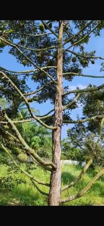 Tapah, Perak, Batang Padang, Ipoh, Land, Durian Orchard, Sale, Agricultural , Perak, Slim River