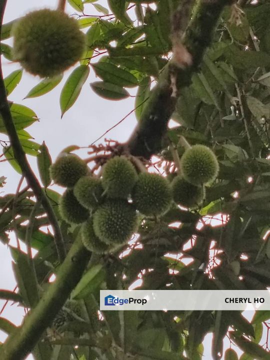 Tapah, Perak, Batang Padang, Ipoh, Land, Durian Orchard, Sale, Agricultural , Perak, Slim River