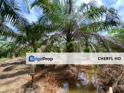 Kampung Bukit Changgang, Genting Sanyen, Salak Tinggi, Olak Lempit, Kuala Langat, Industrial, Agricultural, Land for sale , Selangor, Kuala Langat
