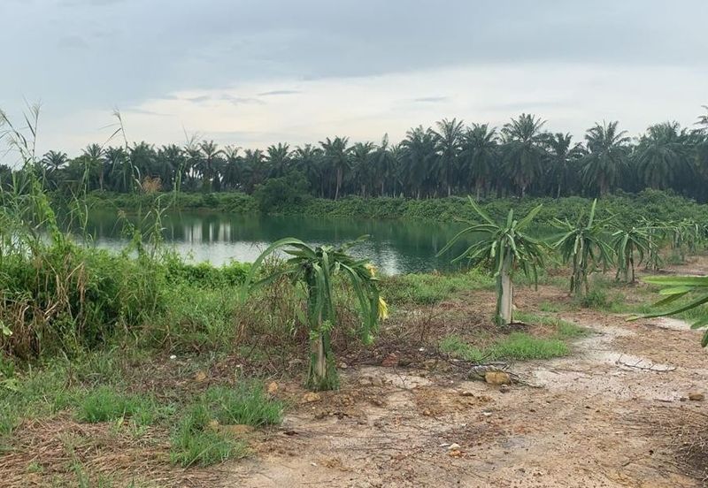 Sepang, Tanjung sepat, sungai pelek, Kampung baru sepang, kampung tanjung mas, Agricultural, Lake land 