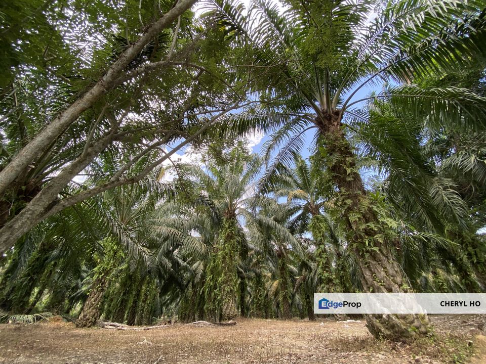 Jenjarom, Kampung Sri Cheeding, Kuala Langat, Selangor, Industrial, Land, Factory , Selangor, Jenjarom
