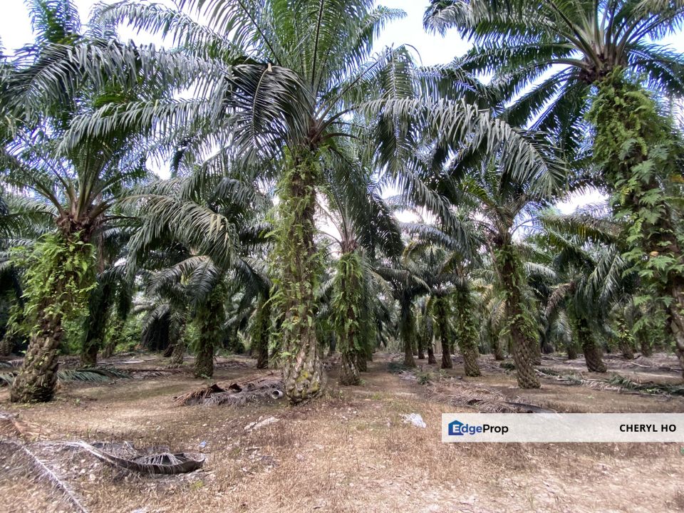 Jenjarom, Kampung Sri Cheeding, Kuala Langat, Selangor, Industrial, Land, Factory , Selangor, Jenjarom