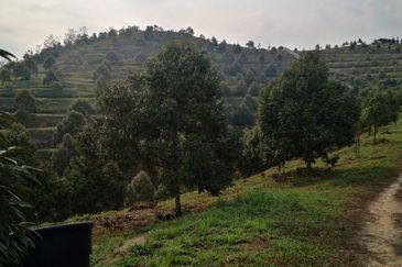 Kuala Pilah, Negeri Sembilan, Durian Orchard, Agricultural Land, For sale