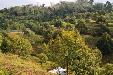 Kuala Pilah, Negeri Sembilan, Durian Orchard, Agricultural Land, For sale