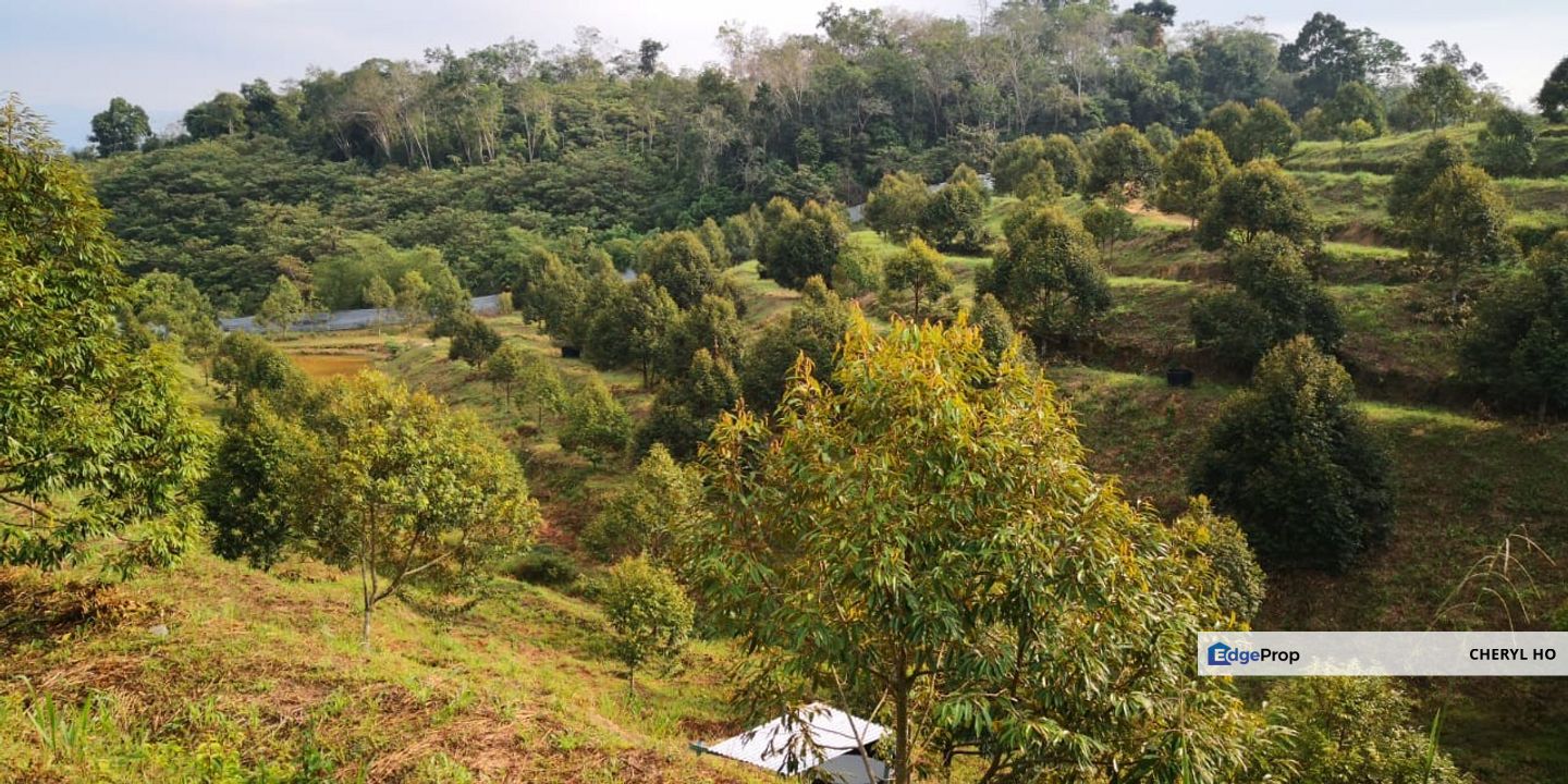 Kuala Pilah, Negeri Sembilan, Durian Orchard, Agricultural Land, For sale, Negeri Sembilan, Kuala Pilah