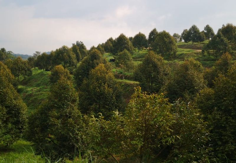 Kuala Pilah, Negeri Sembilan, Durian Orchard, Agricultural Land, For sale