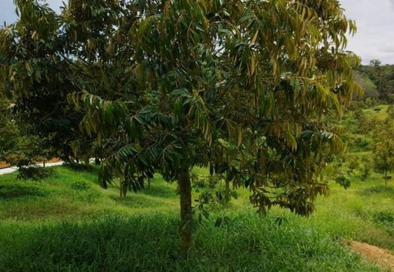 Kuala Pilah, Negeri Sembilan, Durian Orchard, Agricultural Land, For sale