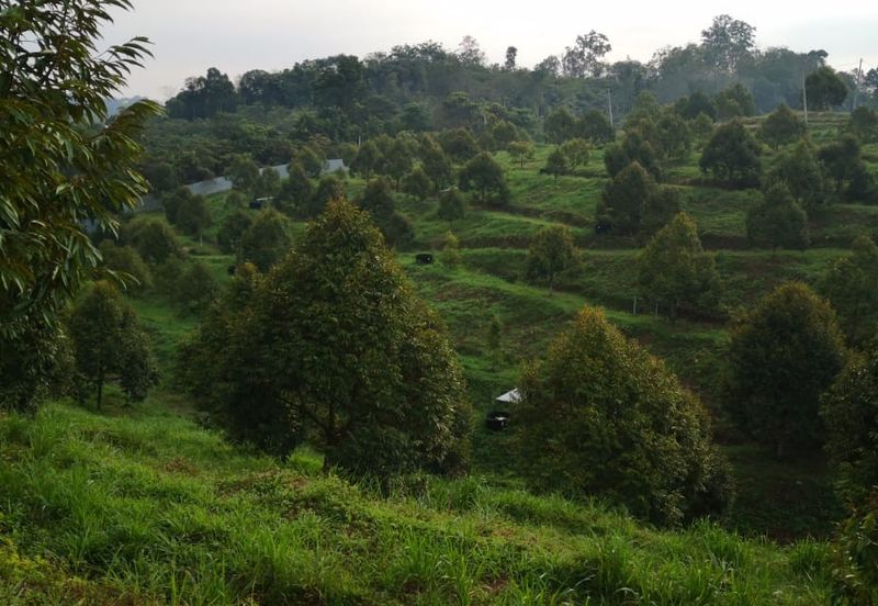 Kuala Pilah, Negeri Sembilan, Durian Orchard, Agricultural Land, For sale