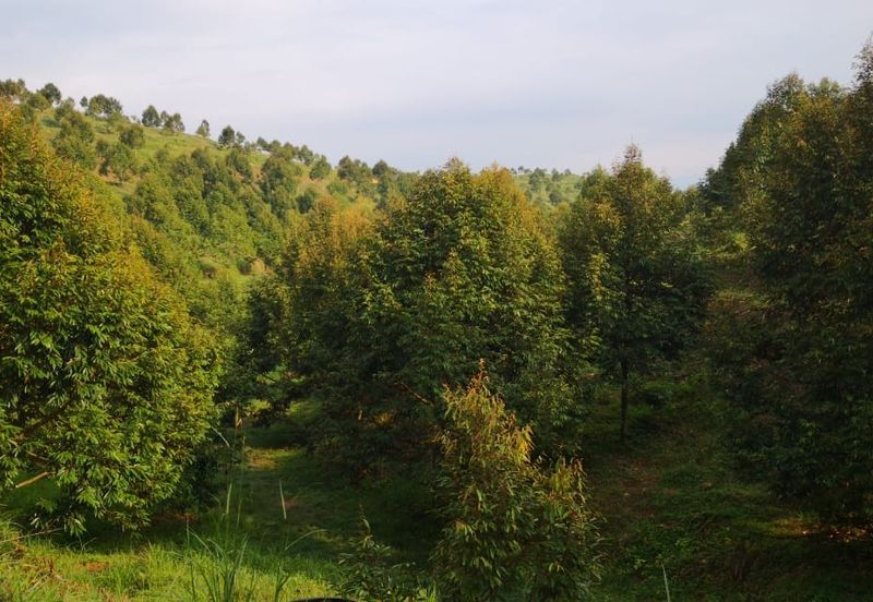 Kuala Pilah, Negeri Sembilan, Durian Orchard, Agricultural Land, For sale