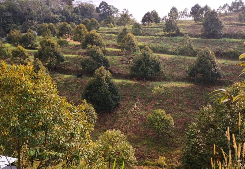 Kuala Pilah, Negeri Sembilan, Durian Orchard, Agricultural Land, For sale