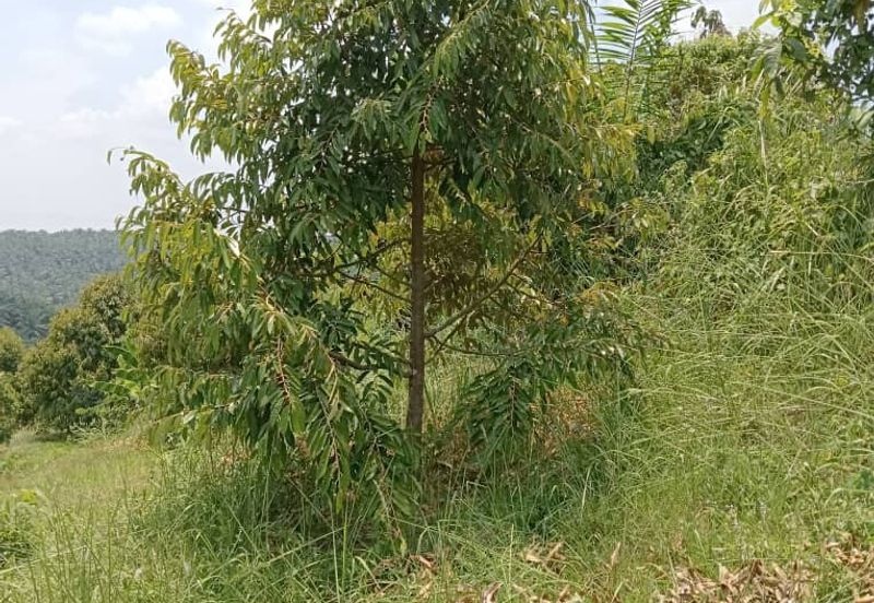 Raub, Kg Sega, Pahang, Durian Orchard, 