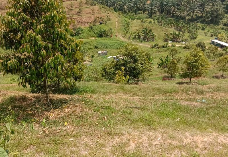 Raub, Kg Sega, Pahang, Durian Orchard, 