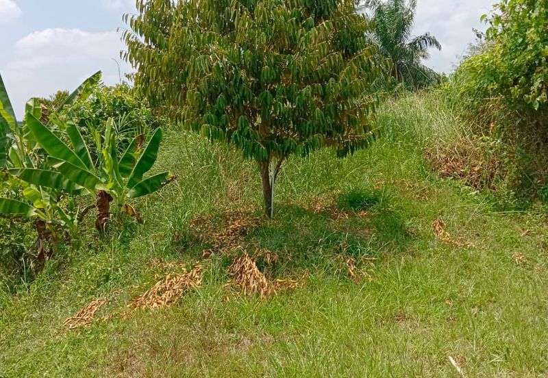 Raub, Kg Sega, Pahang, Durian Orchard, 