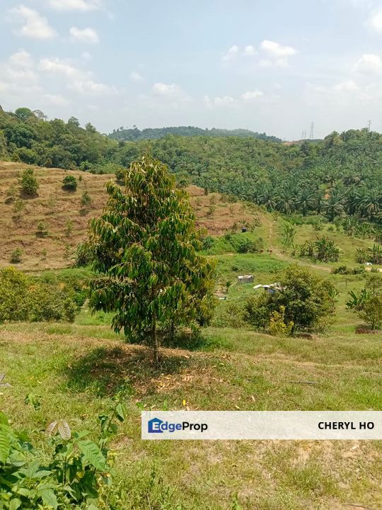 Raub, Kg Sega, Pahang, Durian Orchard, , Pahang, Raub