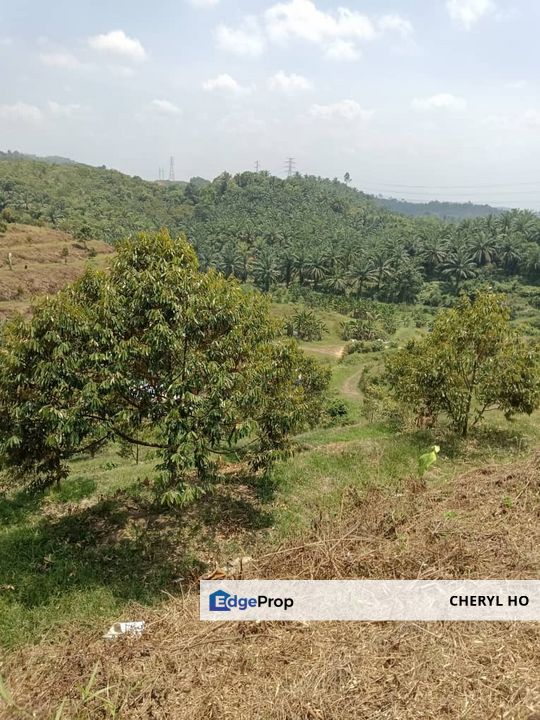 Raub, Kg Sega, Pahang, Durian Orchard, , Pahang, Raub