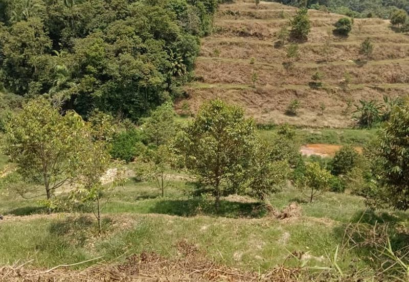 Raub, Kg Sega, Pahang, Durian Orchard, 