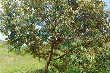 Raub, Kg Sega, Pahang, Durian Orchard, 