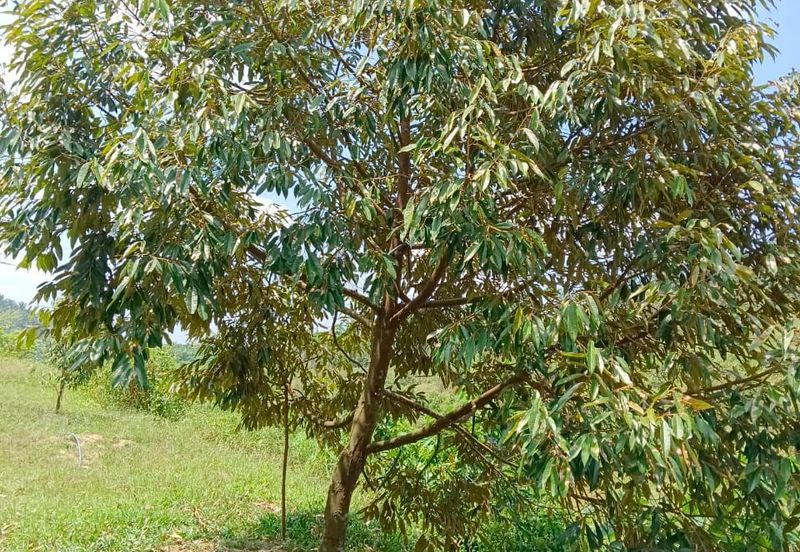 Raub, Kg Sega, Pahang, Durian Orchard, 