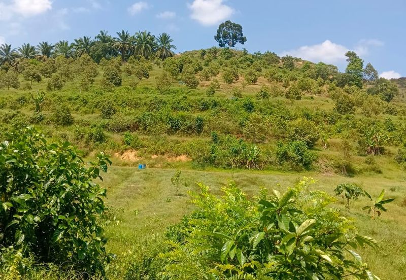 Raub, Kg Sega, Pahang, Durian Orchard, 