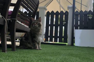 Eco World @ Eco Majestic