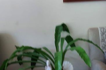 End Lot Semi D @ Jalan H