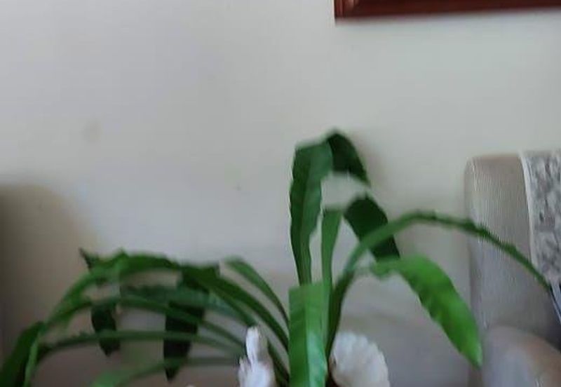 End Lot Semi D @ Jalan H