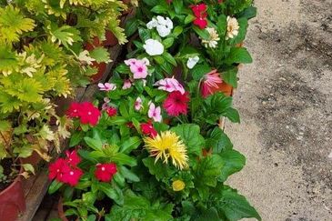 End Lot Semi D @ Jalan H