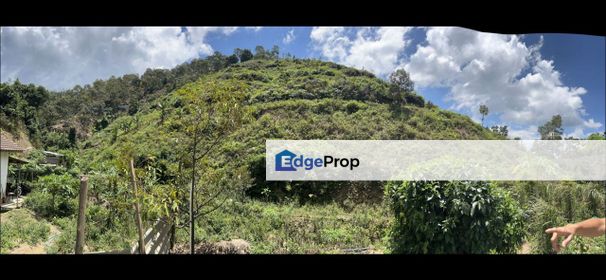  Raub Durian Farm Pahang 9 Acres 250 Trees Matured Black Thorn Musang King, Pahang, Sega