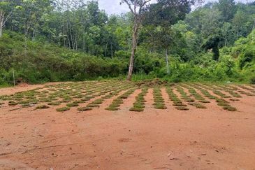Land at Ulu Mahang - sungai petani 