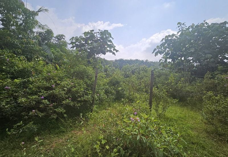 Tanah Pertaniah untuk Dijual 📍 Lubok Cina, Mukim Rembau/ Sempadan Melaka